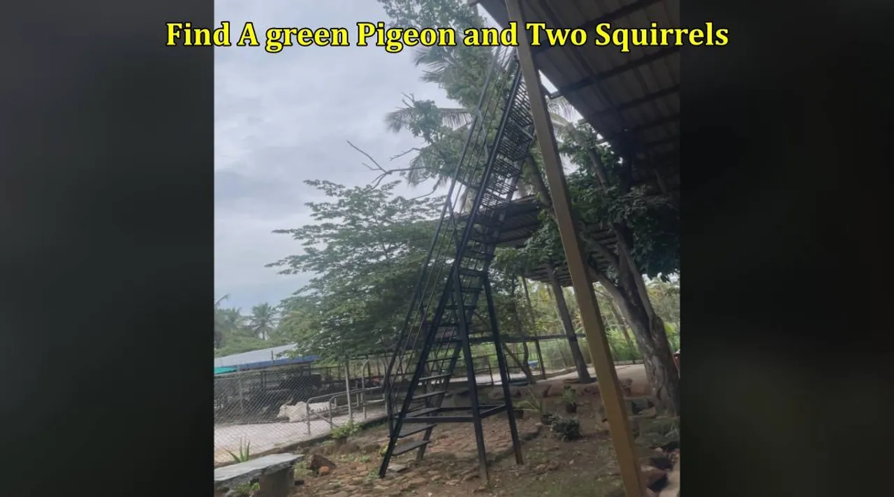 G pigeon 1