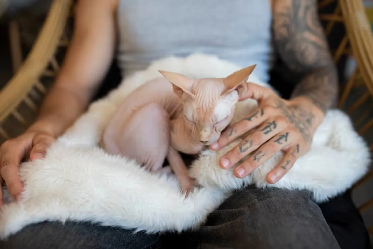 Cat bite fever