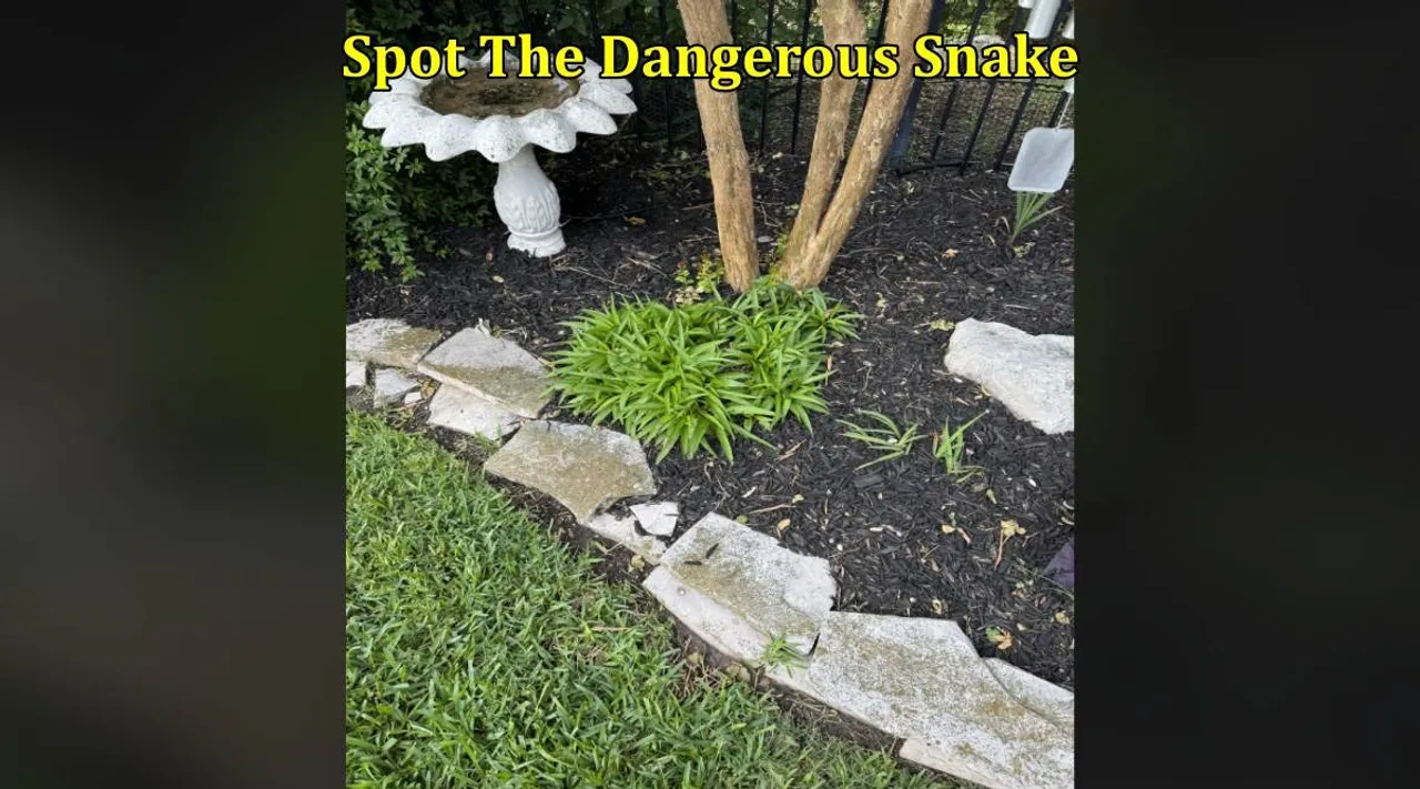 Dnagerous snake 1