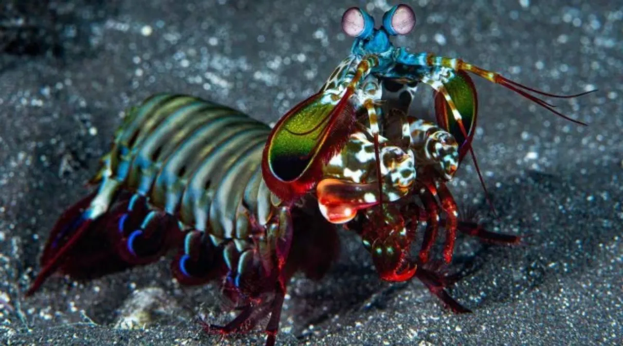 prawn