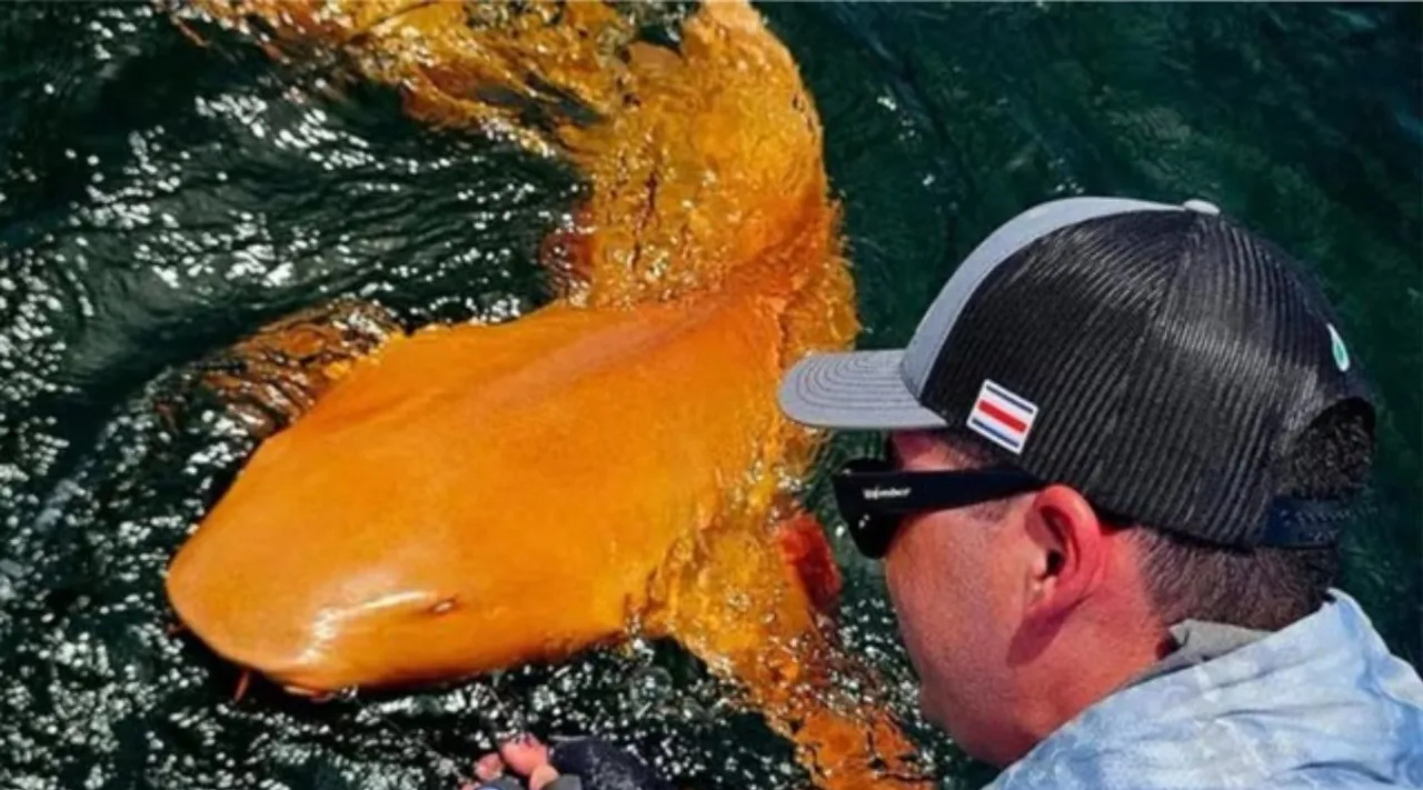 orange shark