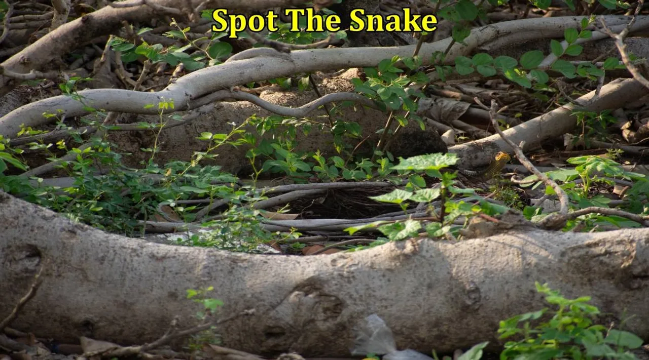 Snake Tree 1