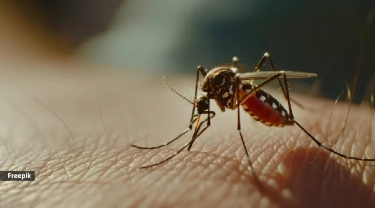 mosquito bite dengue in children