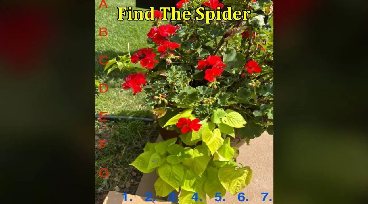Spider 1