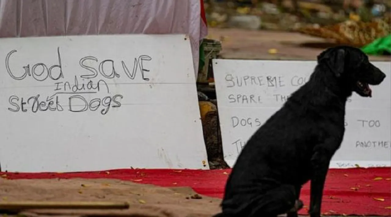 Supreme Court Friday modified August 11 order relocation of stray dogs Tamil News