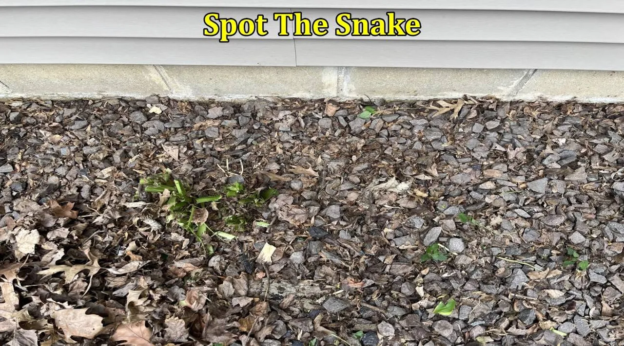 Snake in stone 1