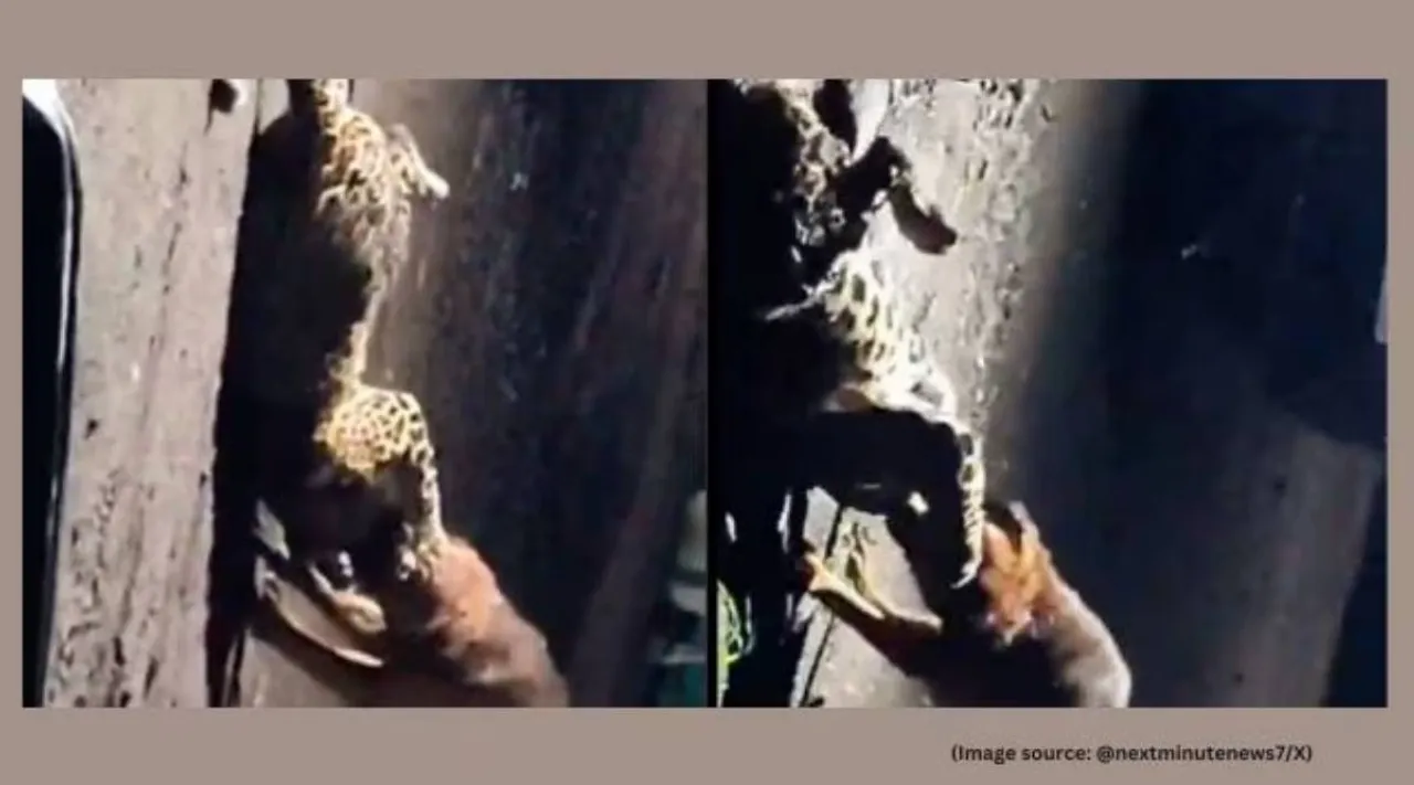 Stray dog fights leopard