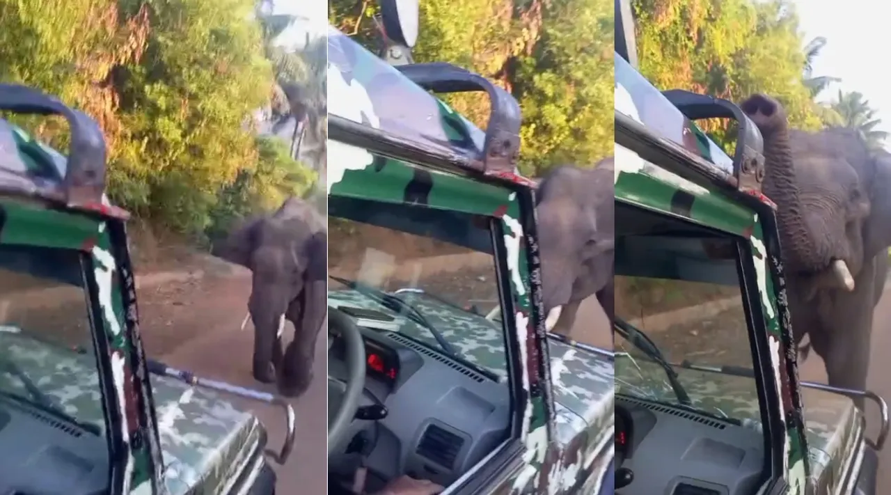 Covai elephant