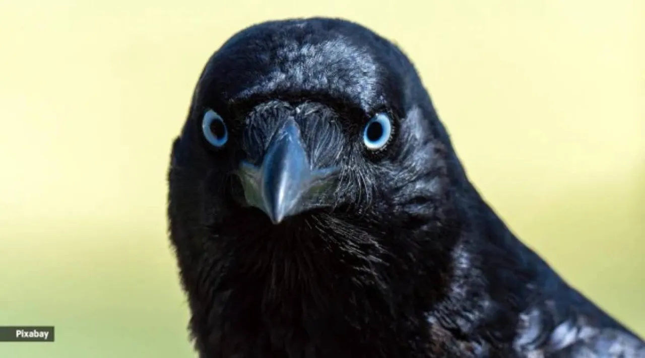 crow 2
