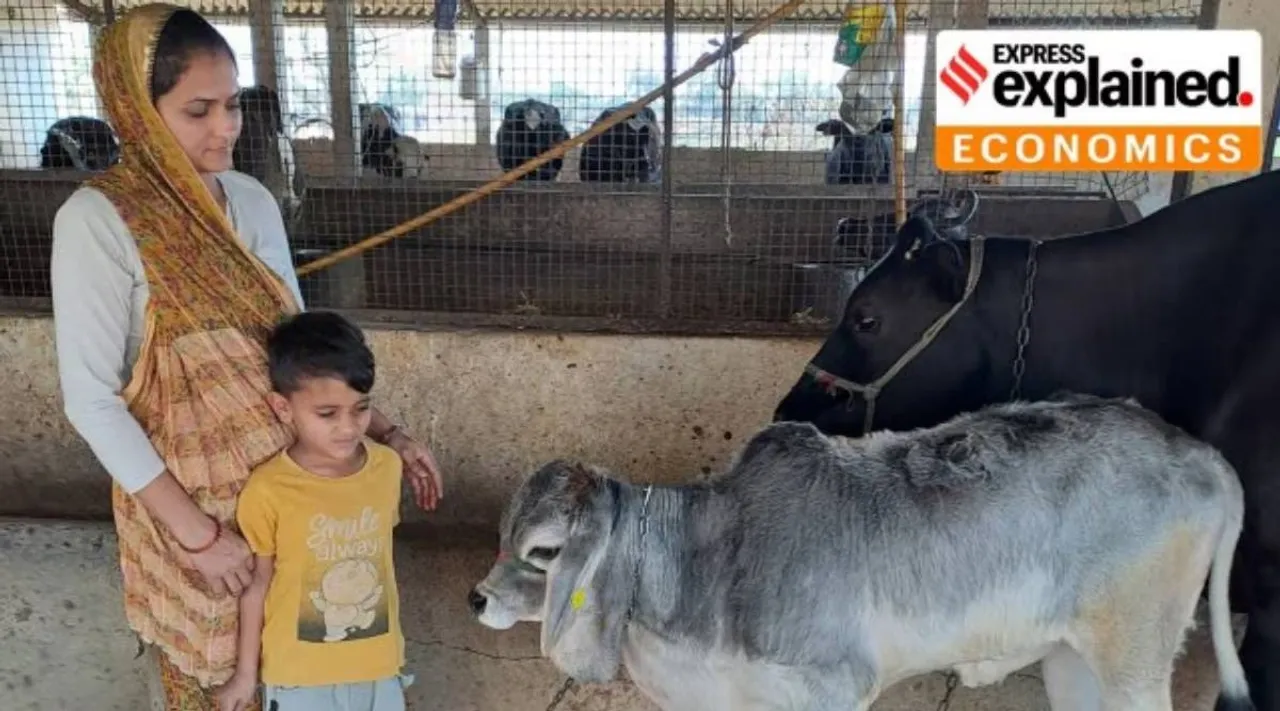 dairy farm model
