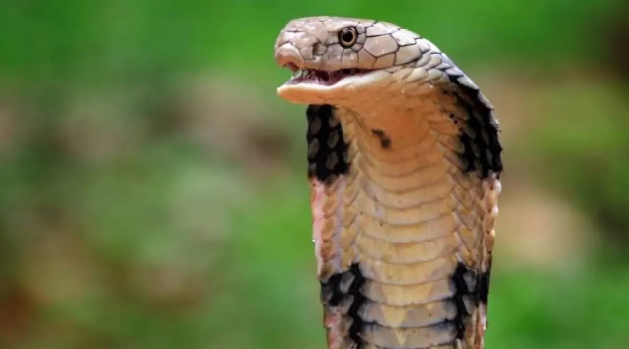 king cobra