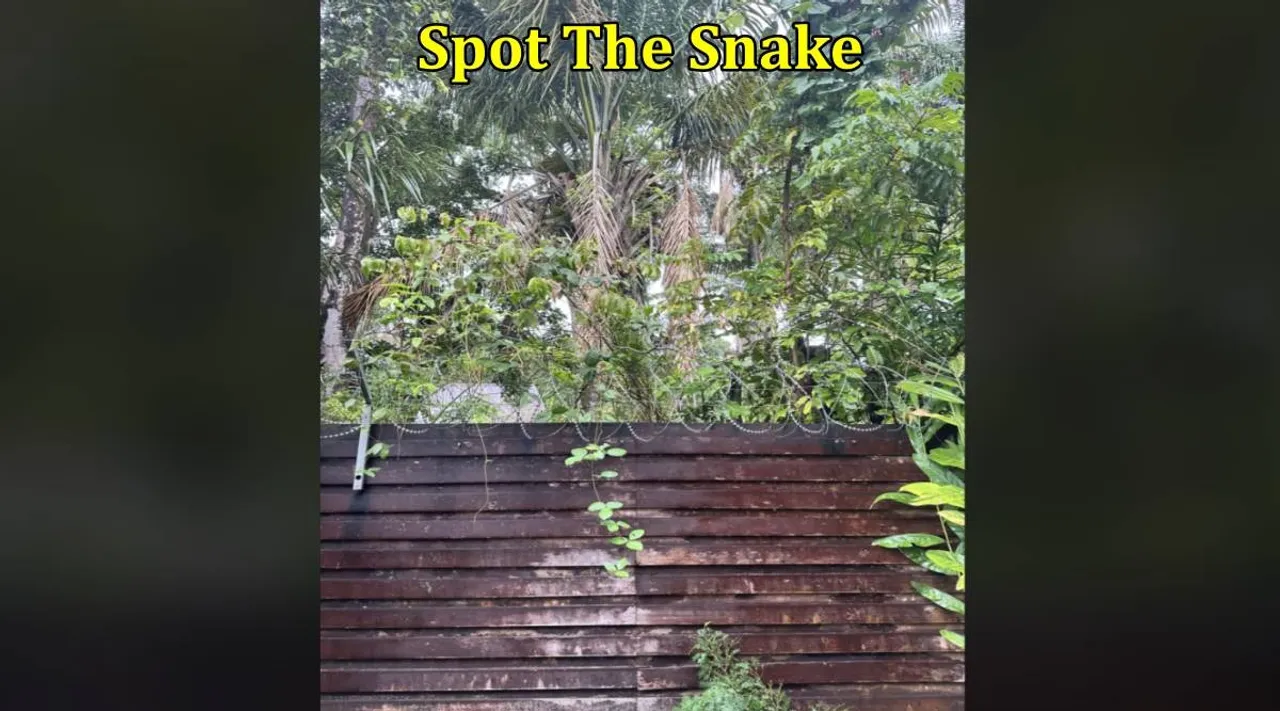Tree Snake 1