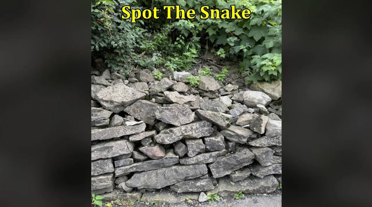 stone snake 1