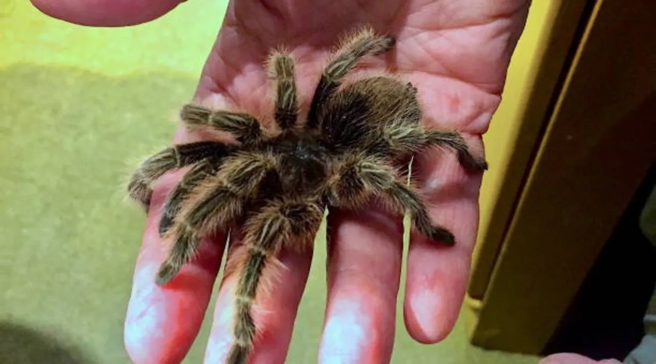 spider
