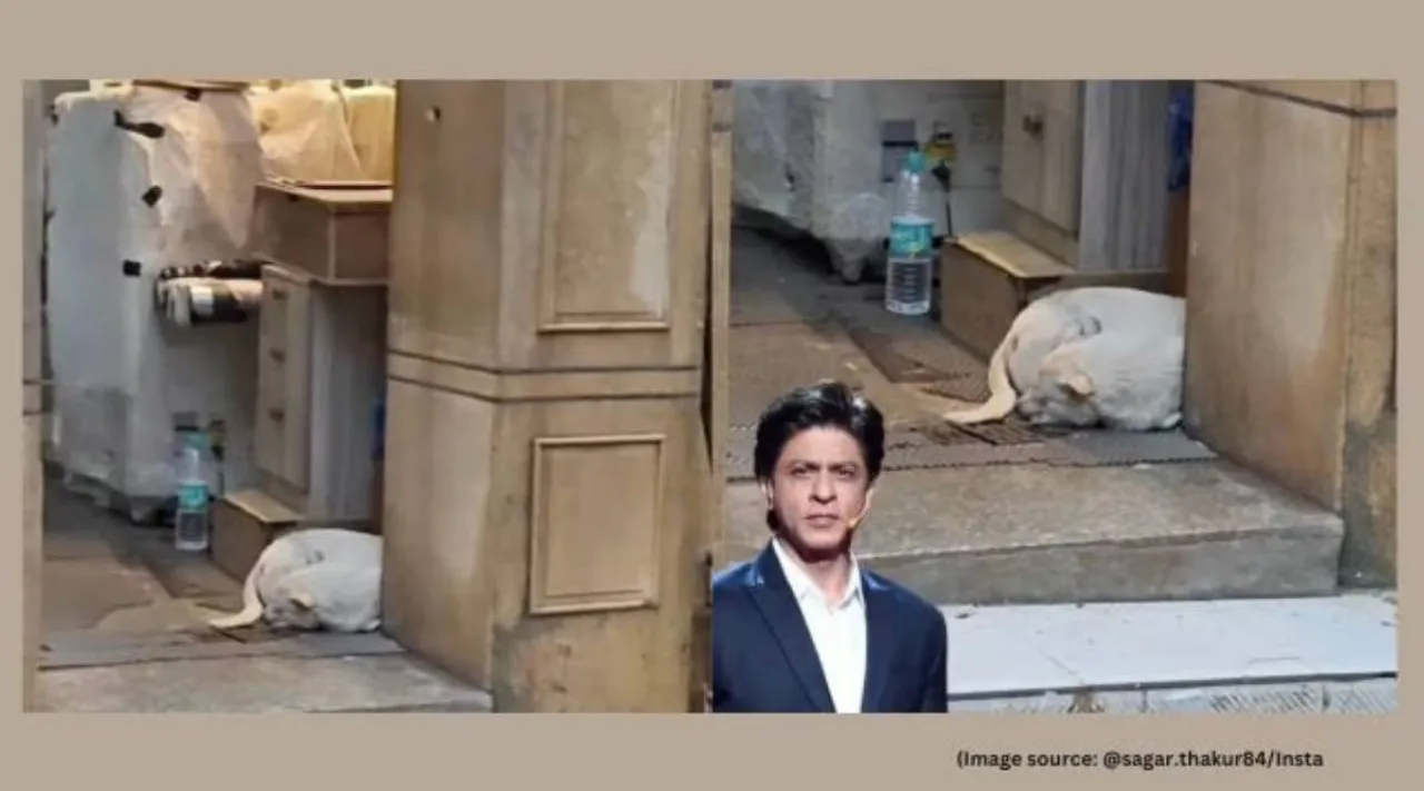 Shah Rukh- Khan Mannat stray dog