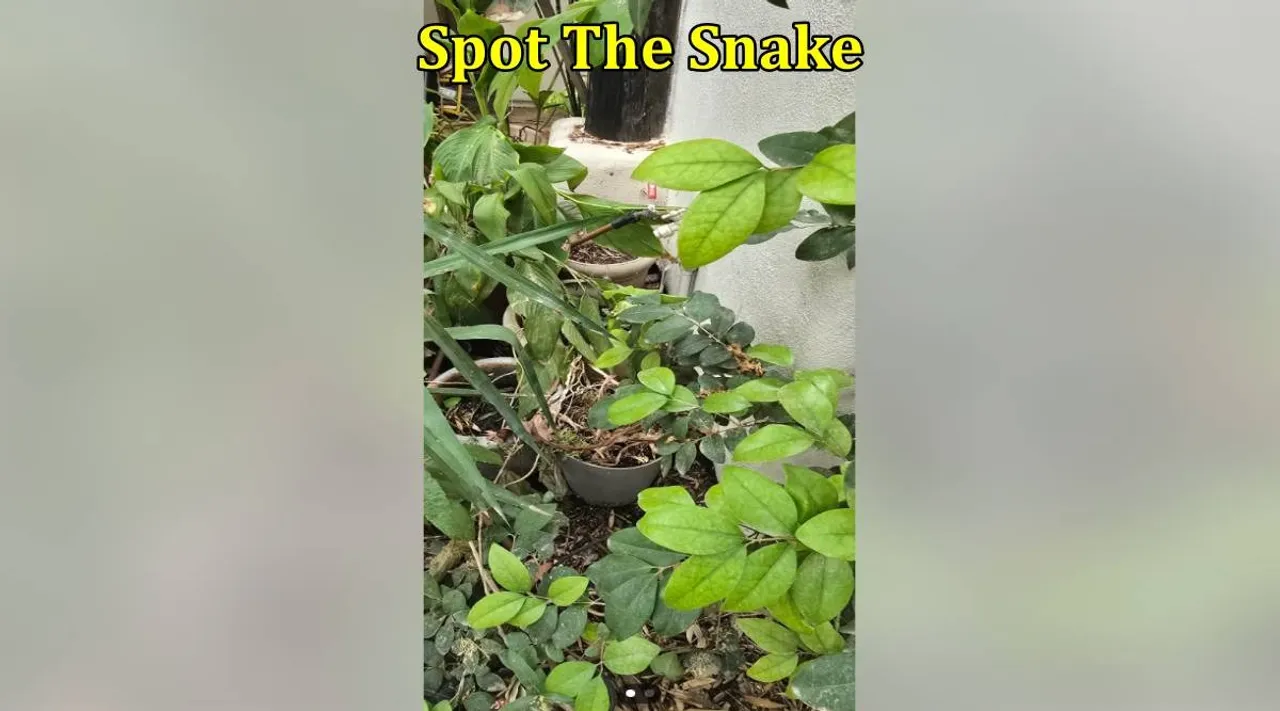 Snake in Plant 1