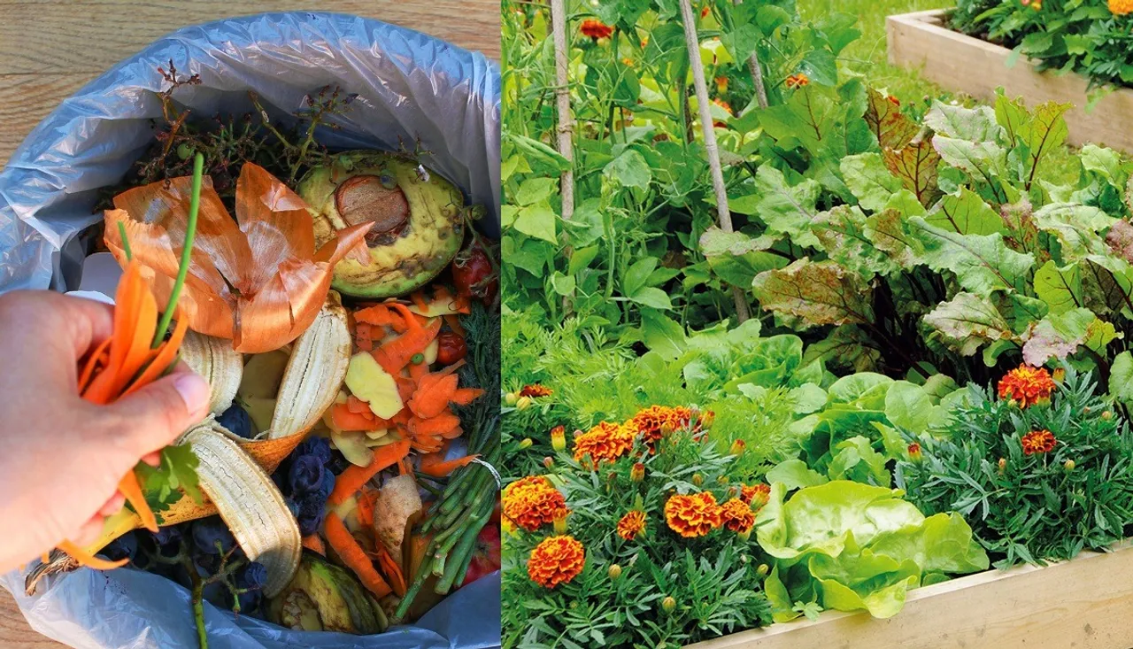 Natural Liquid fertilizer summer plant care