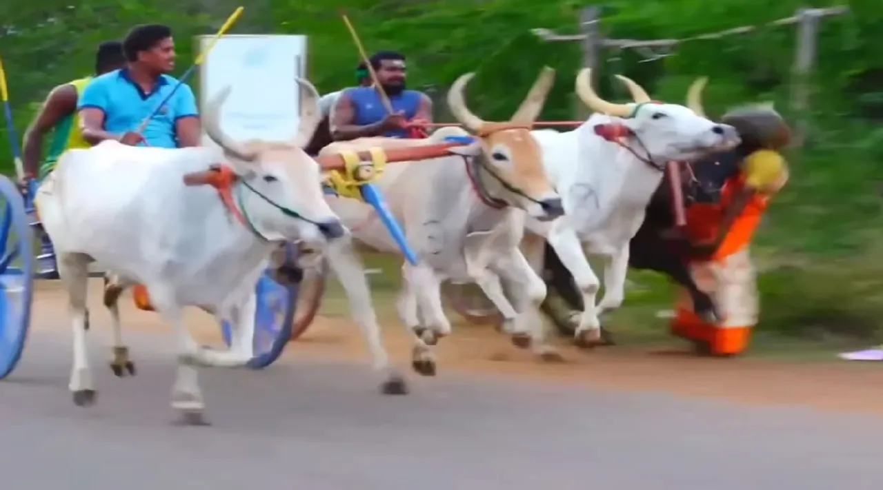 Sivaganga Unauthorized bullock cart race Shock as cow hits woman on road Tamil News
