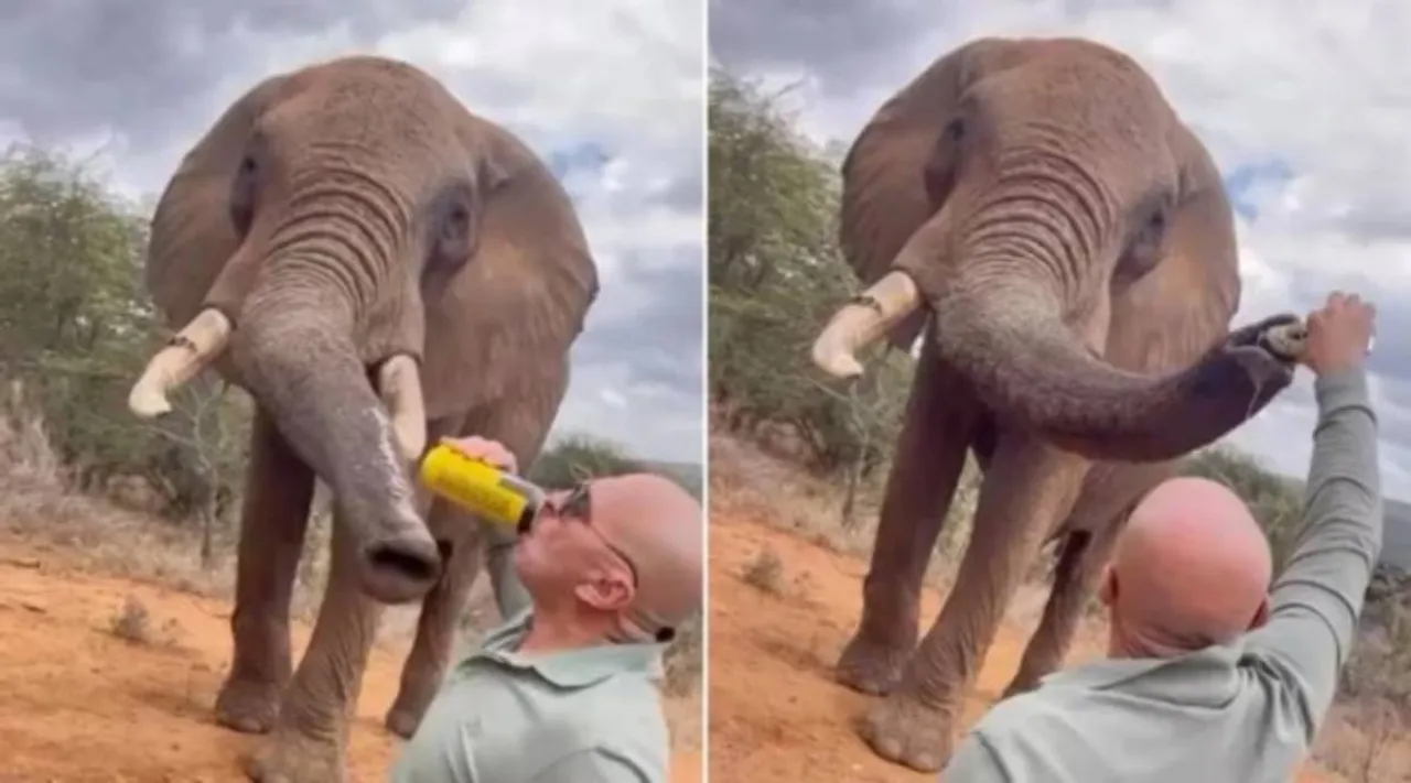 Elephant 5