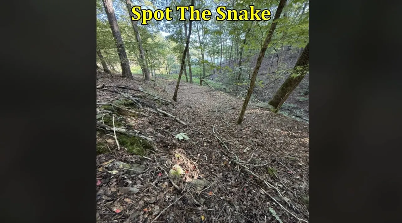 Snake forest 1