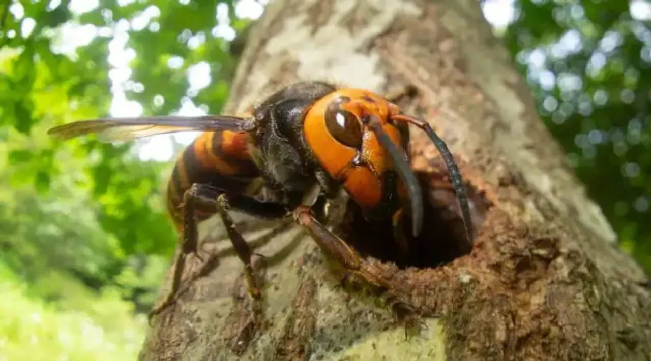 asian hornet wasp 1