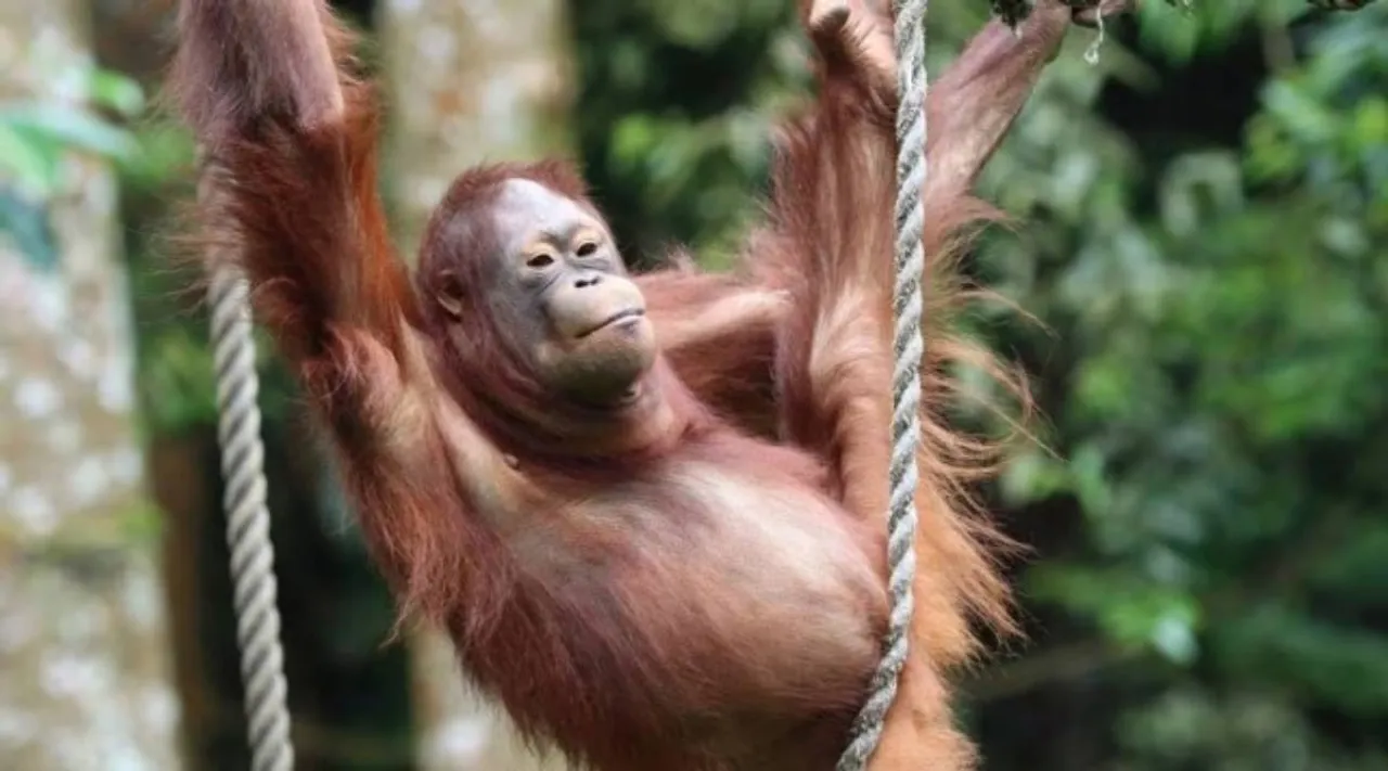 orangutans 2