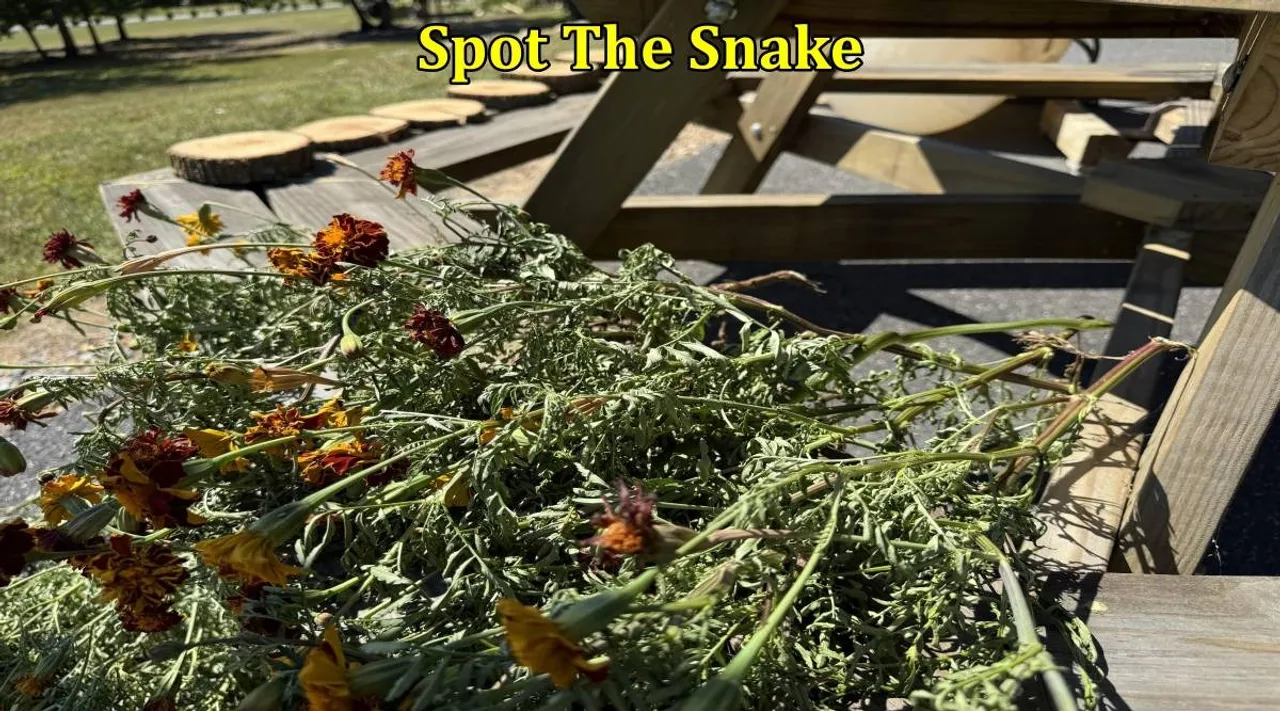 Snake spot 1