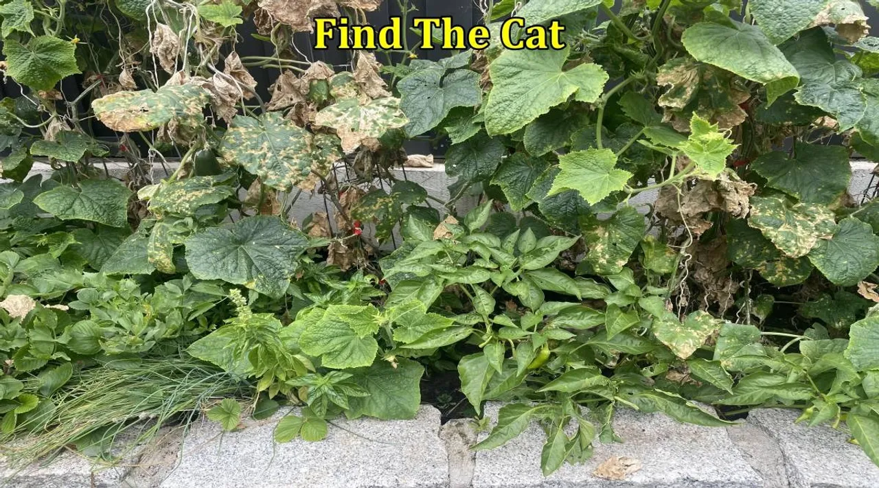 Cat 1