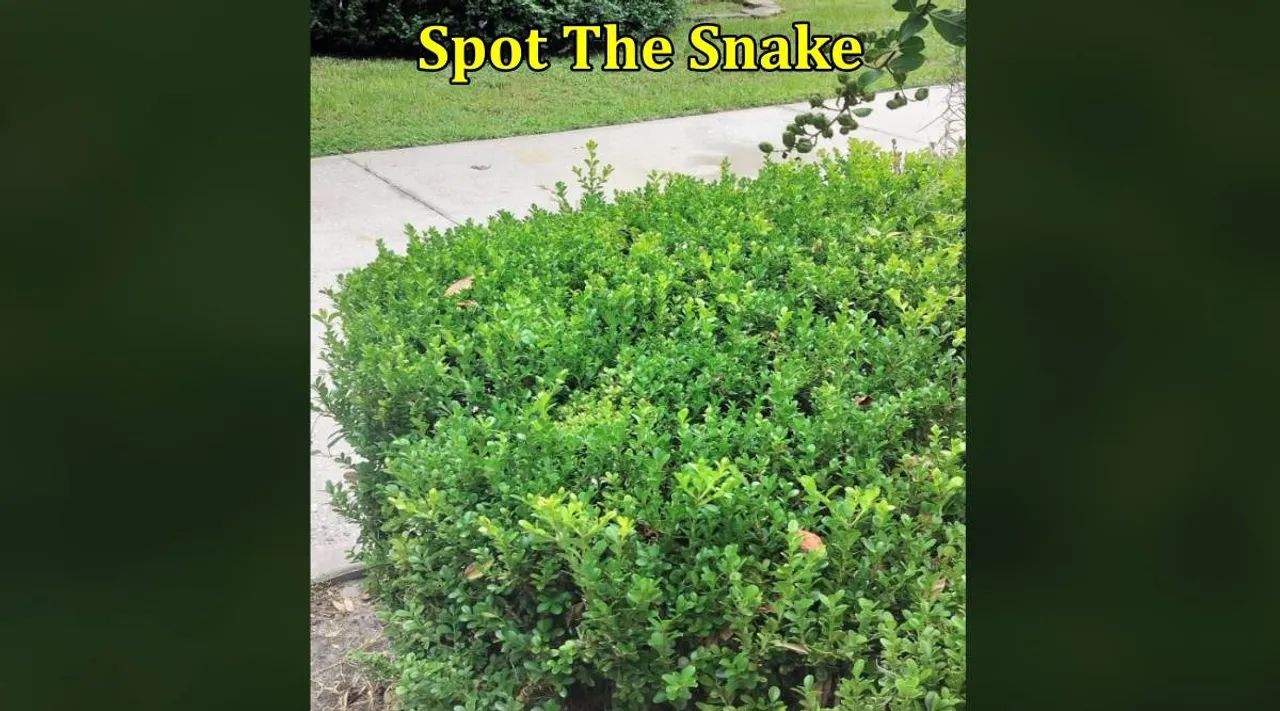 Snake bush 1