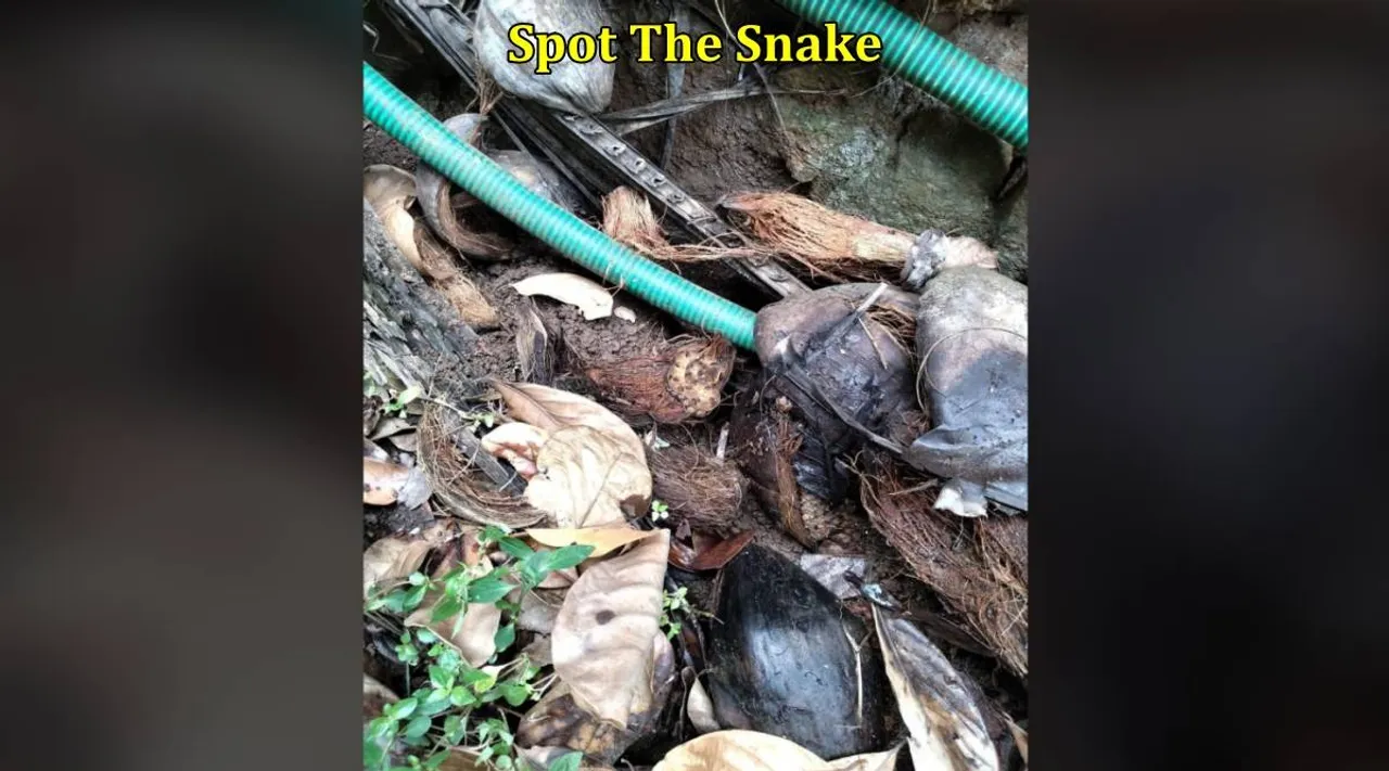 Snake in well 1