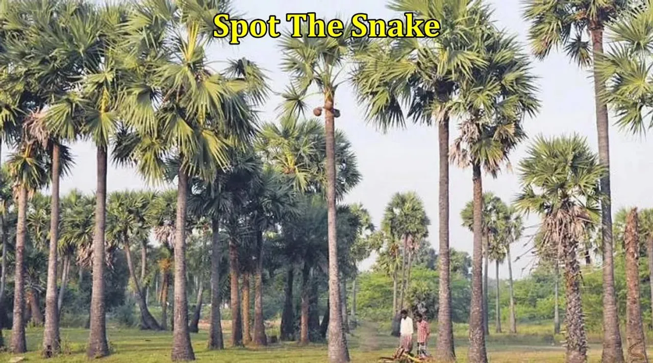 Snake palm 1