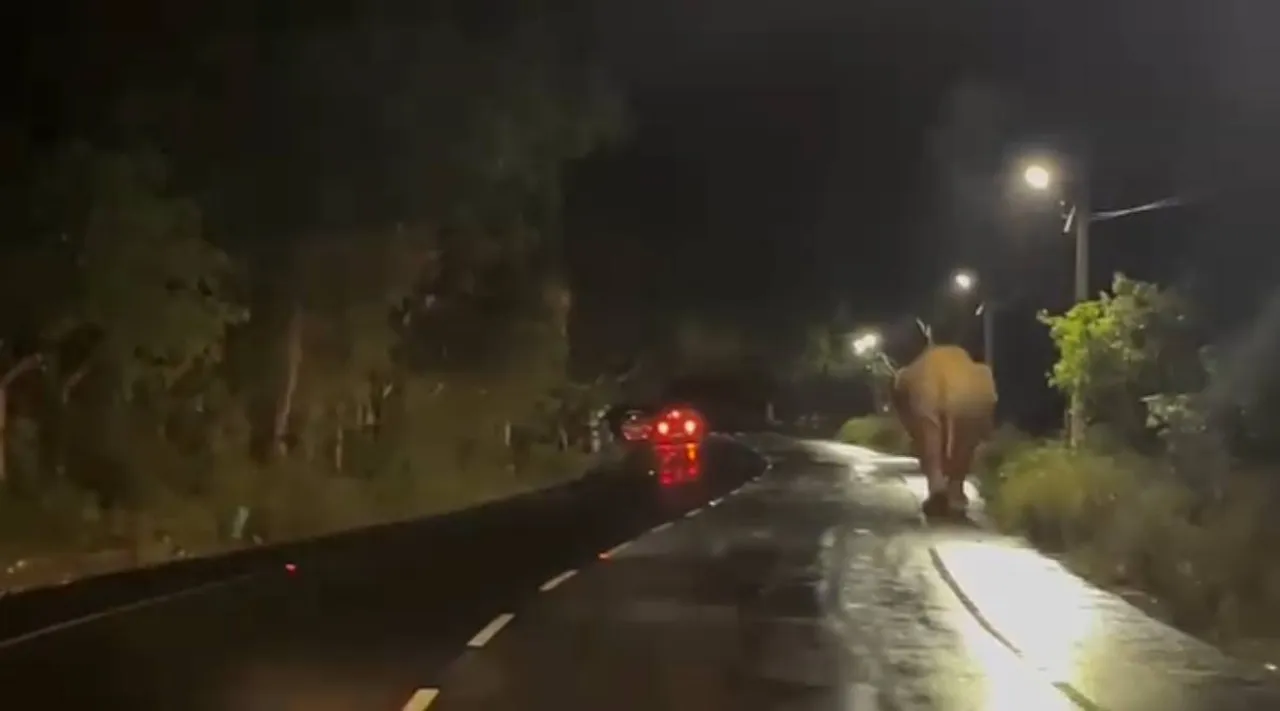 wild elephant 2