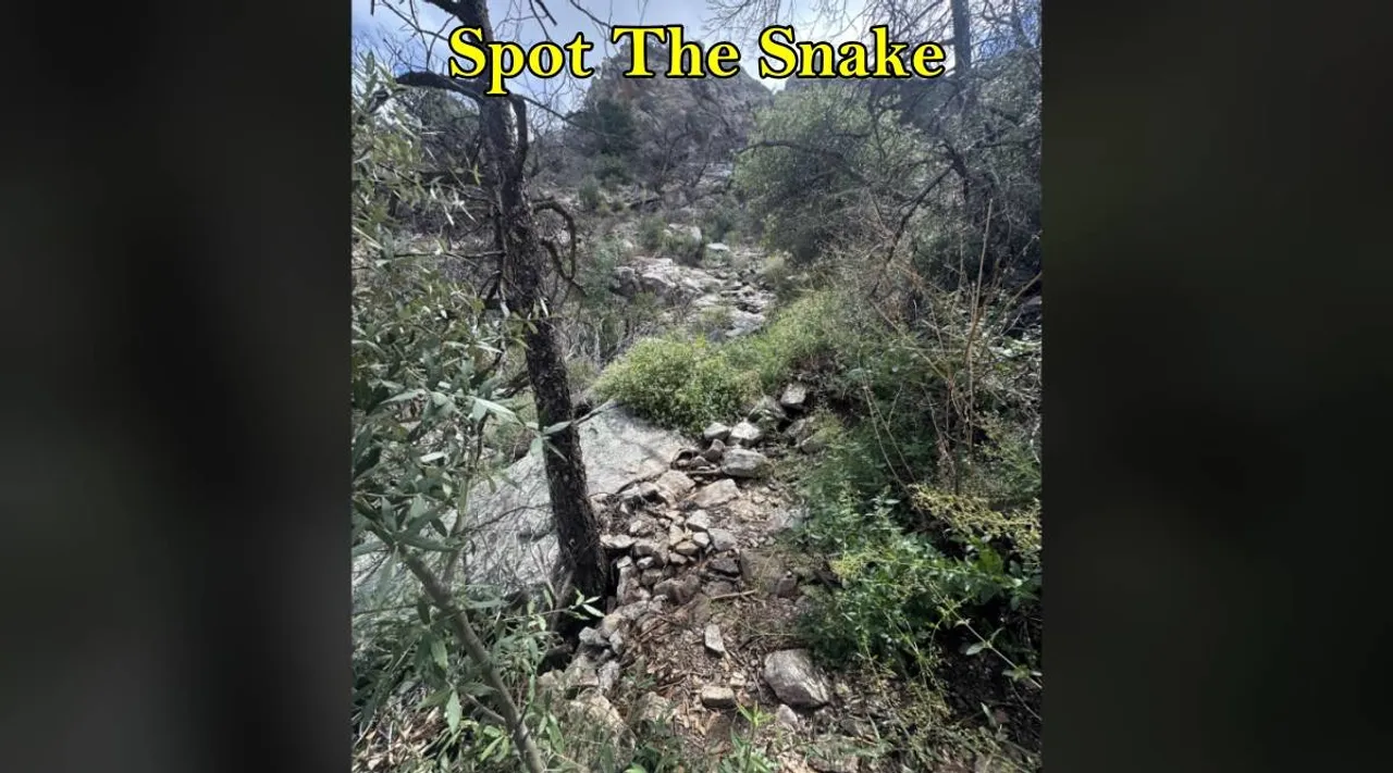 Snake balck rattler 1