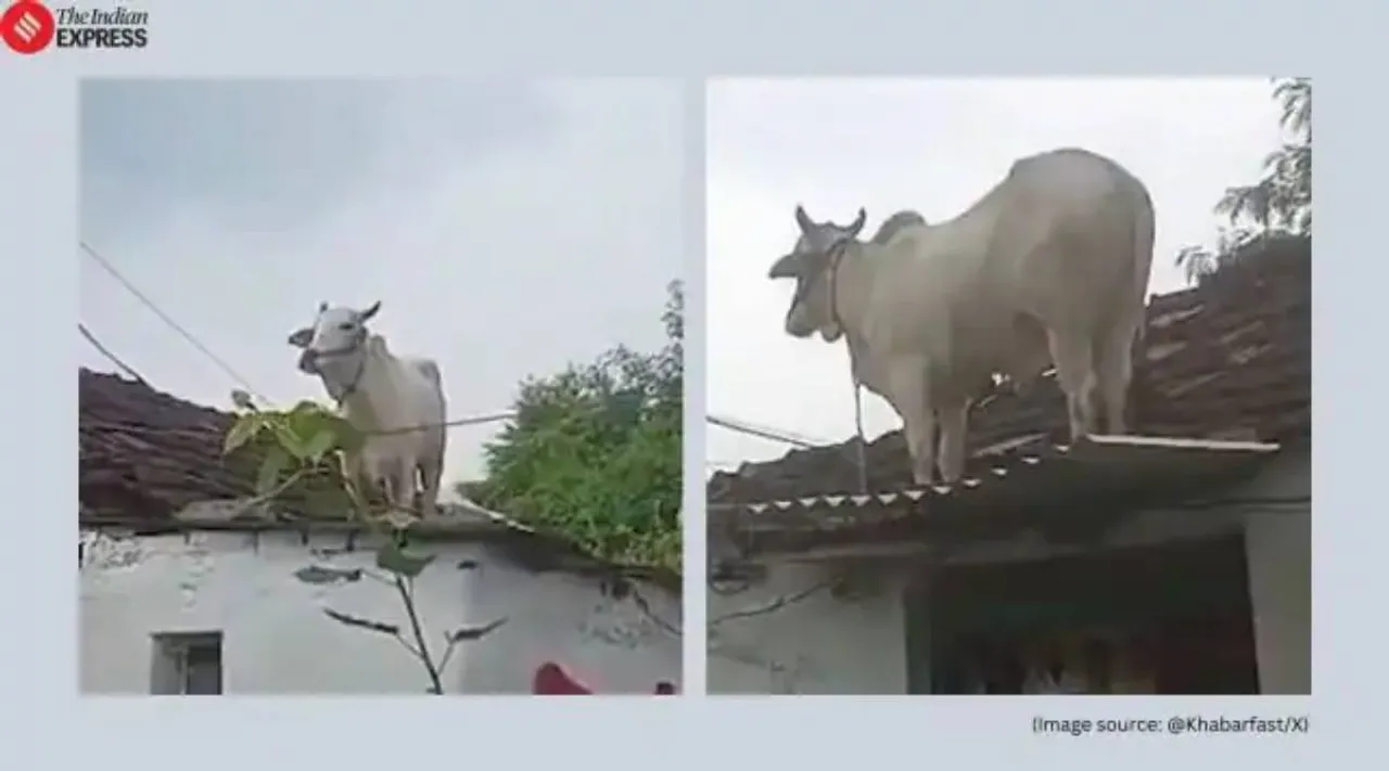 Terrified bull 1