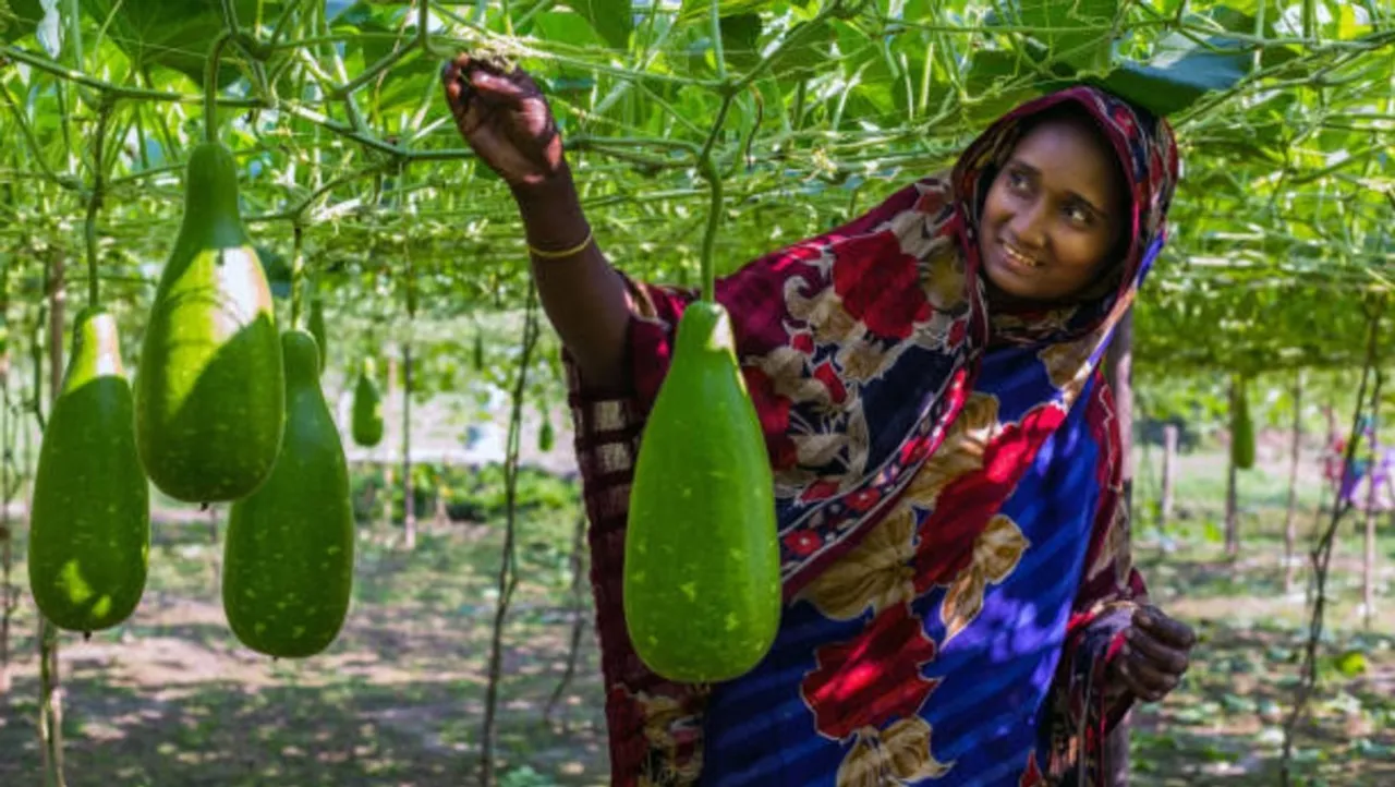 bottle gourd