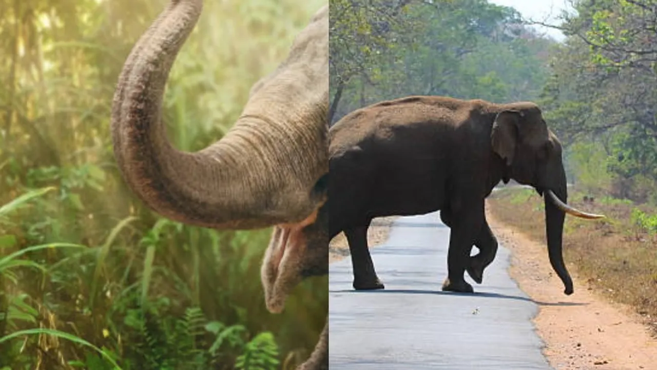 elephant