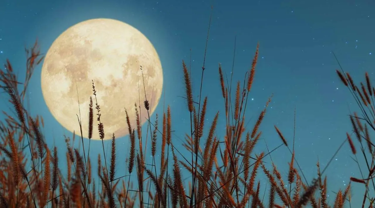 harvest moon