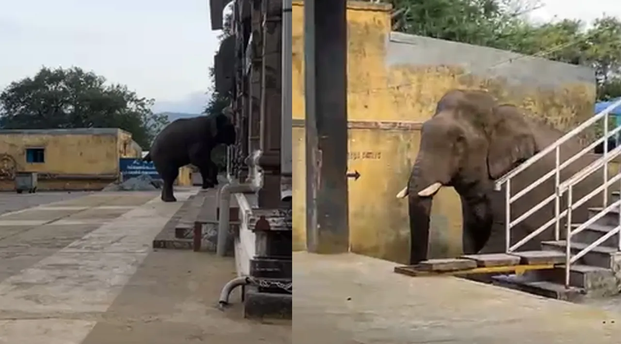 Elephant In temple