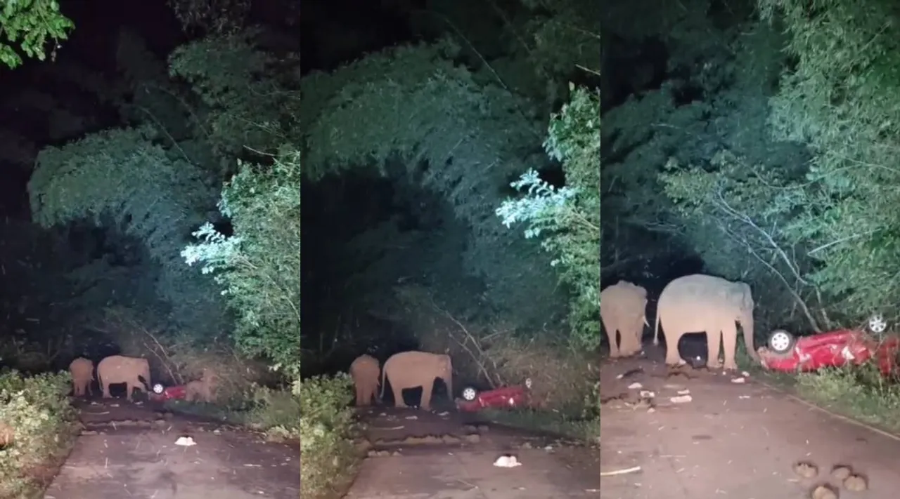 elephant attack car 2