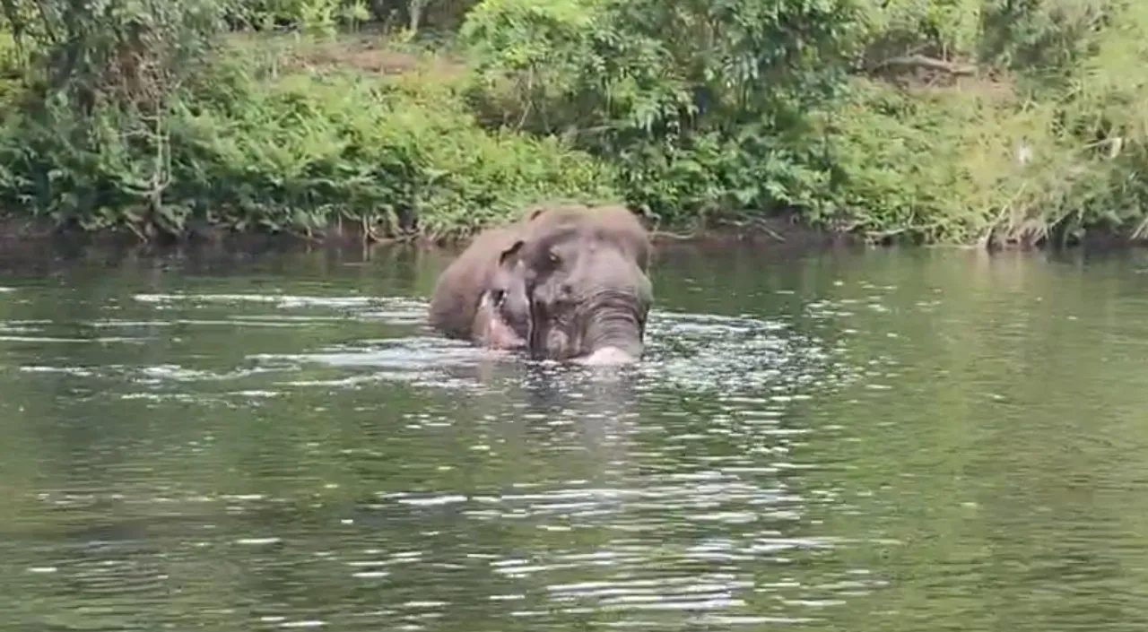 Kerala Elephant water