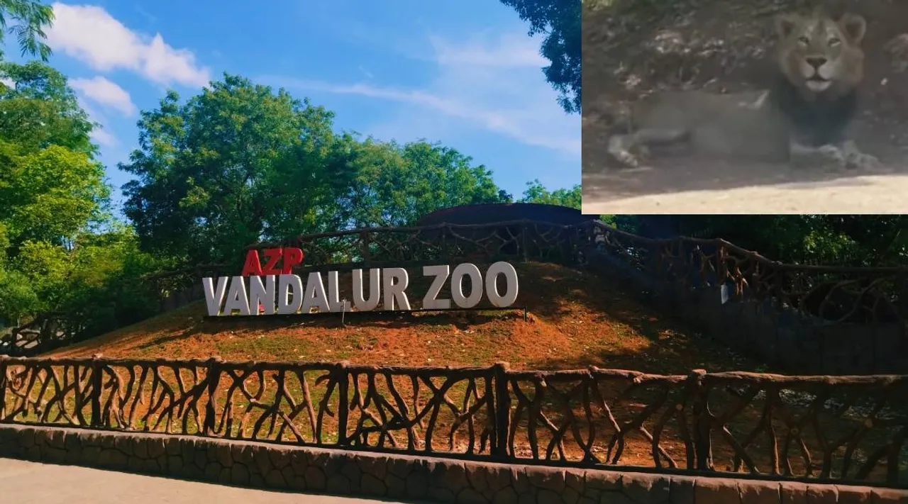 Vandalur zoo lion