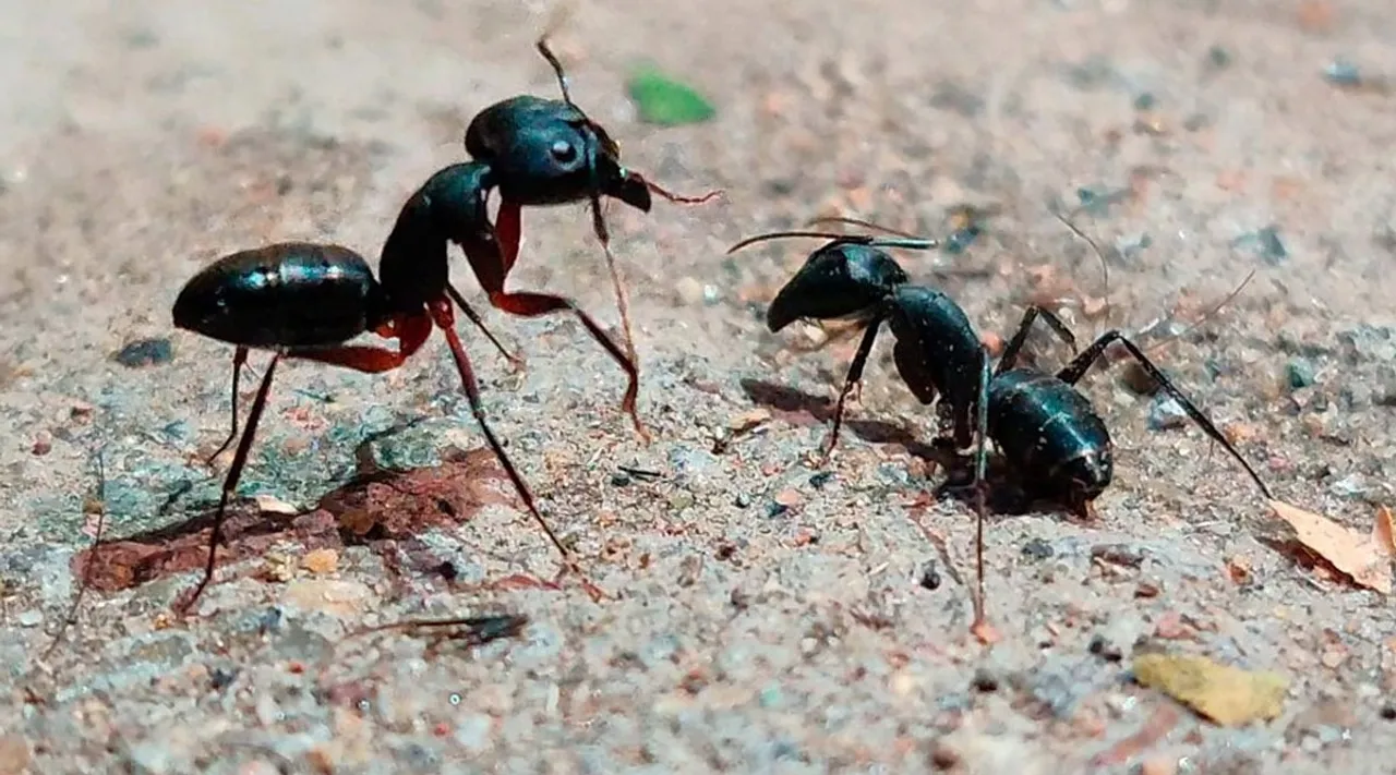 ant