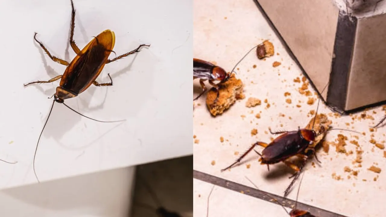 cockroach