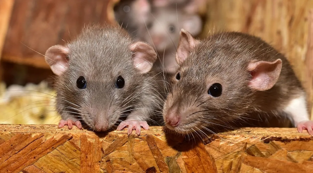 rat