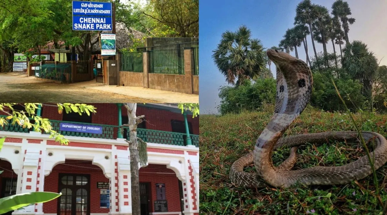 Snakebite Traditional Herbal Remedies