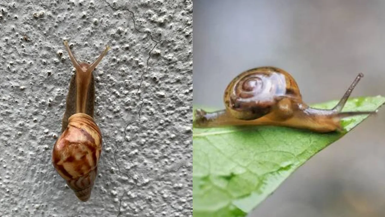snail