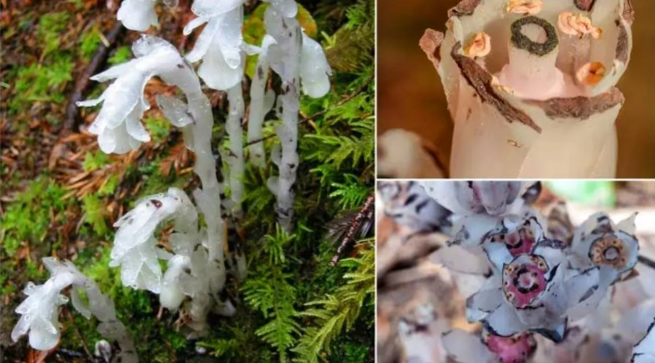 ghost flowers