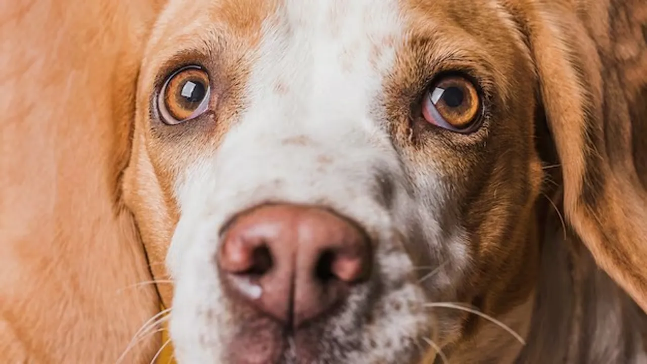 close-up-funny-face-beautiful-dog_23-2148366935