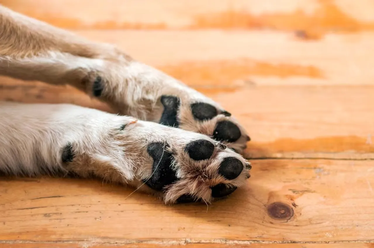 close-up-light-colored-puppy-paw-dog-feet-legs-wood-close-up-image-paw-homeless-dog-skin-texture_1391-219