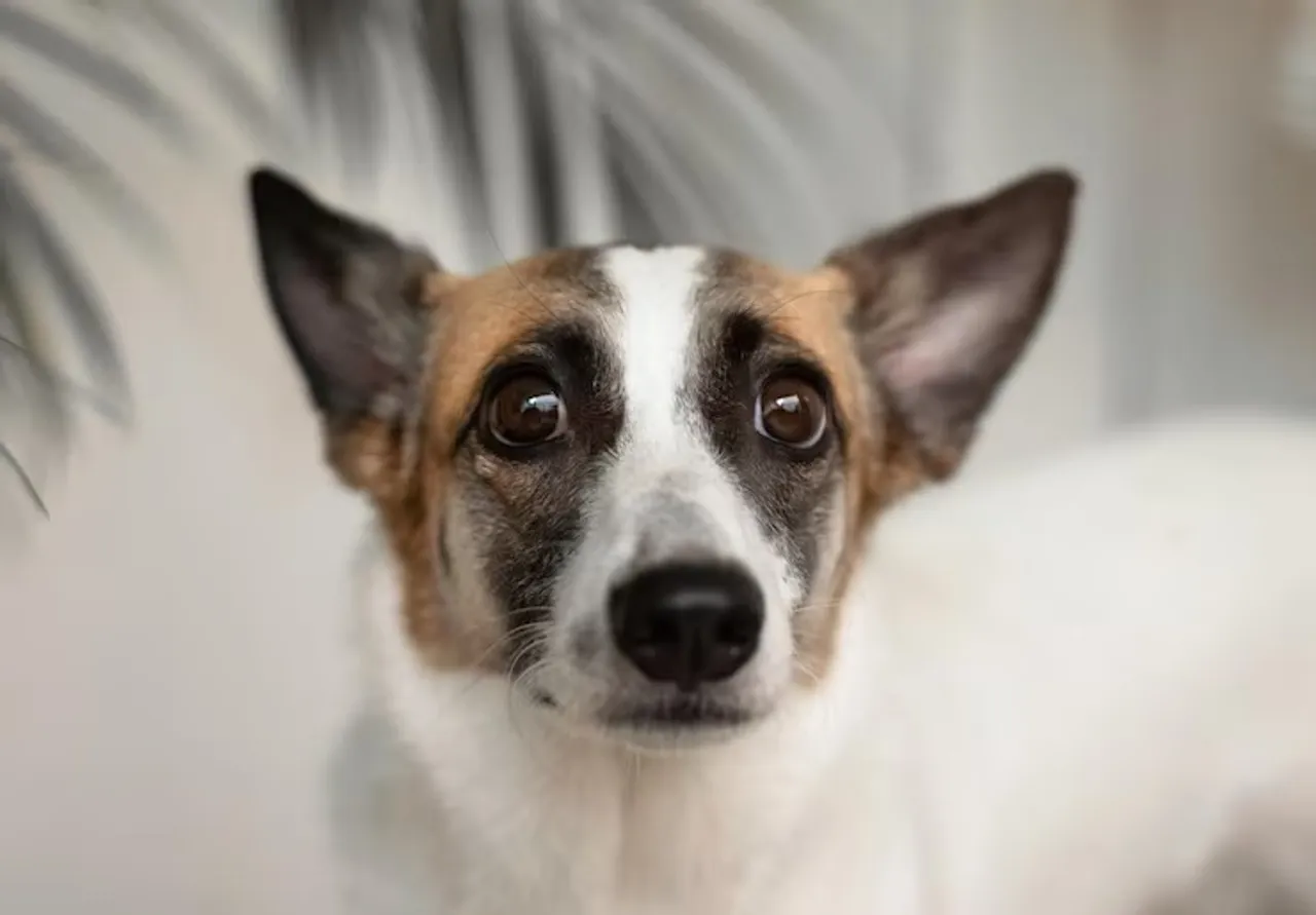 close-up-portrait-dog_1048944-9259669